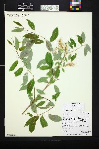 Salix amygdaloides image