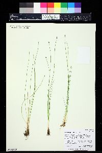 Eleocharis quinqueflora image