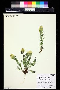 Castilleja occidentalis image