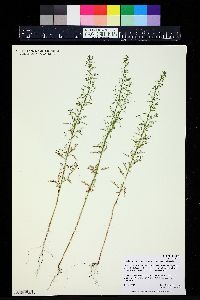 Dysphania graveolens image