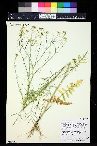 Sisymbrium altissimum image