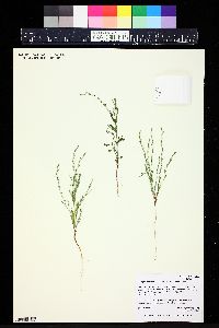 Polygonum sawatchense subsp. sawatchense image