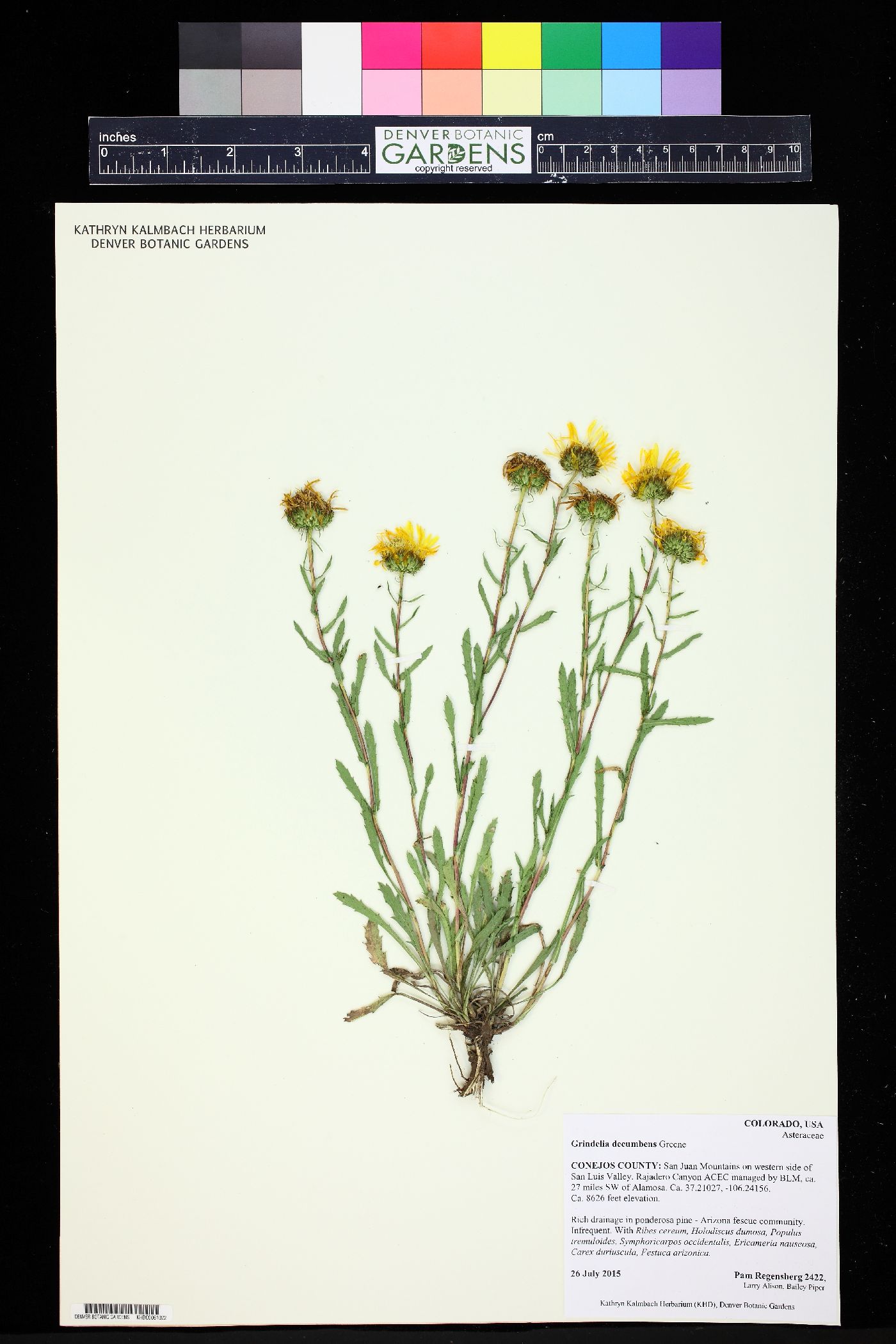 Grindelia decumbens image