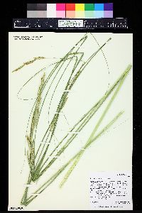 Spartina pectinata image