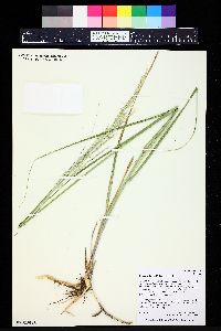 Calamovilfa longifolia image