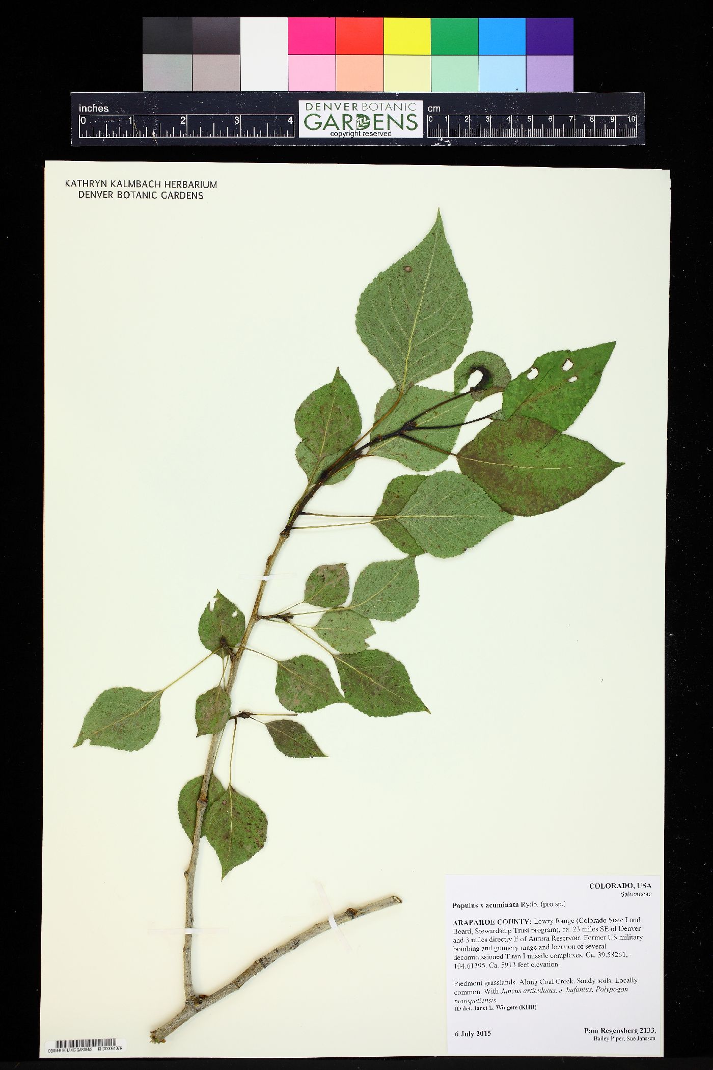 Populus x acuminata image