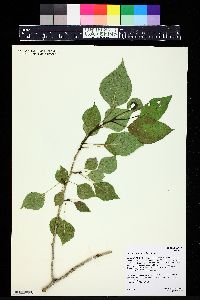 Populus x acuminata image