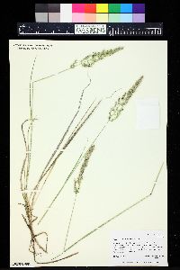 Calamagrostis purpurascens image