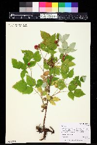 Rubus idaeus image