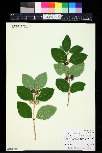 Symphoricarpos occidentalis image