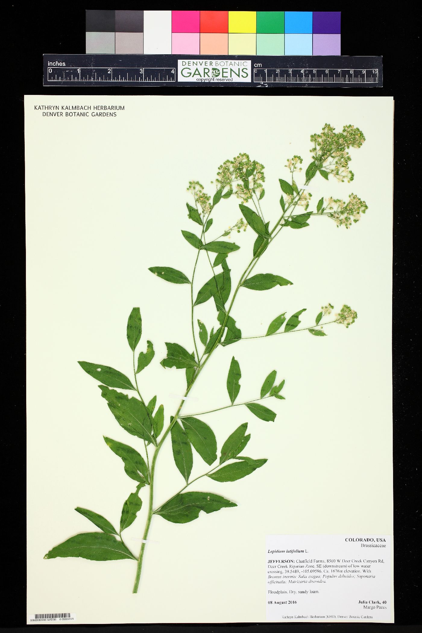 Lepidium latifolium image