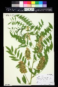 Glycyrrhiza lepidota image