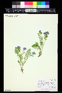 Polemonium pulcherrimum image