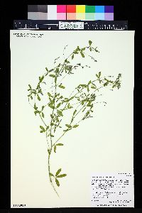 Pediomelum tenuiflorum image