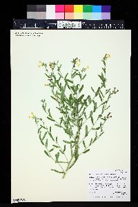 Lithospermum multiflorum image