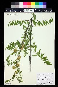 Glycyrrhiza lepidota image