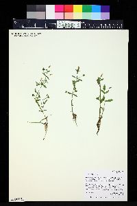 Gratiola neglecta image