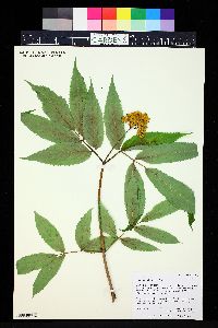 Sambucus racemosa subsp. racemosa image