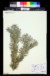 Abies concolor image