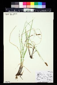 Carex praegracilis image