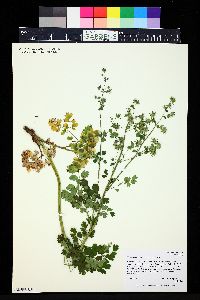 Thalictrum fendleri image