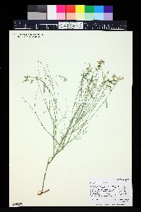 Astragalus convallarius image