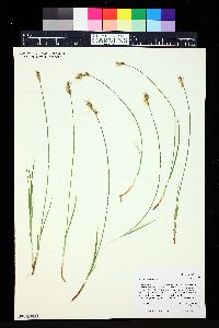 Carex siccata image