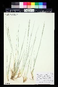 Muhlenbergia montana image