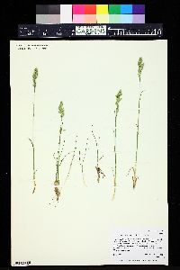 Poa cusickii image