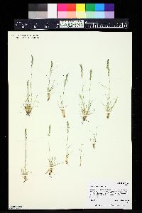 Festuca saximontana image