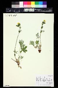 Potentilla gracilis image