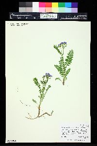 Polemonium pulcherrimum image