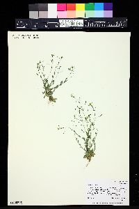 Draba nemorosa image