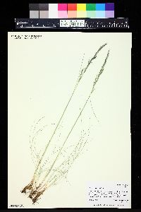 Festuca idahoensis image