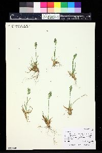 Poa alpina image