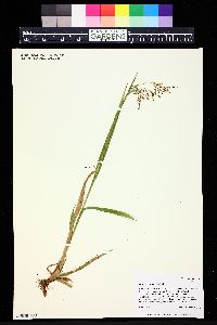 Luzula parviflora image