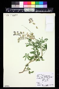 Lupinus caudatus image