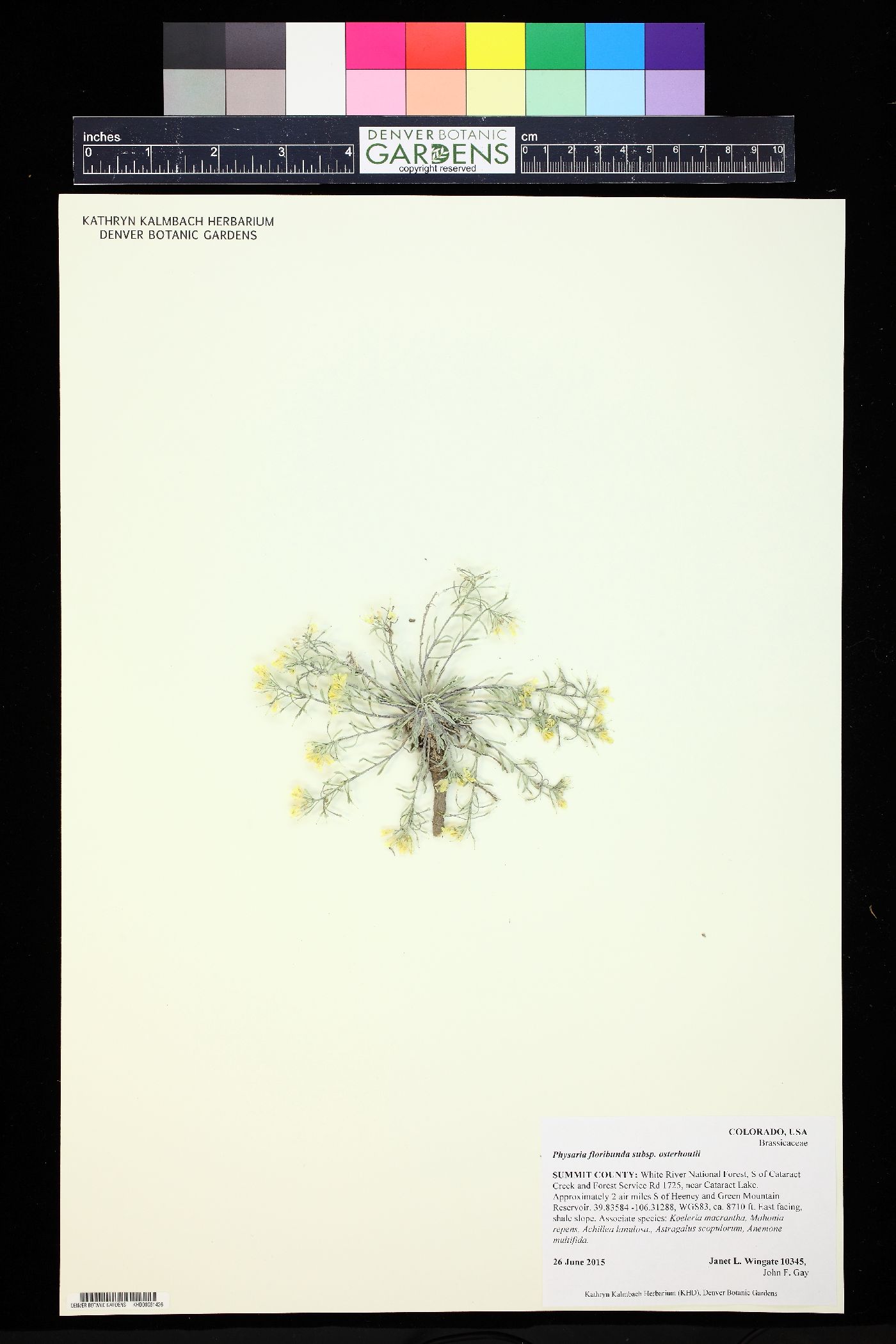 Physaria floribunda subsp. osterhoutii image