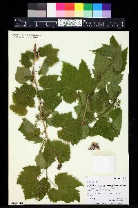 Vitis riparia image