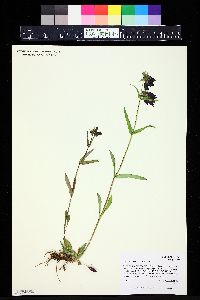 Penstemon whippleanus image