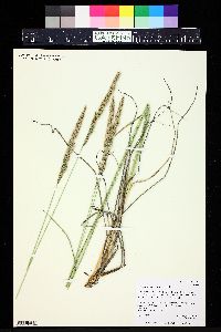 Calamagrostis purpurascens image