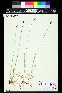 Carex stevenii image