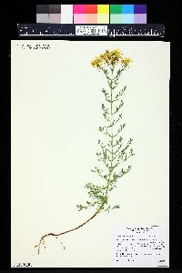 Hypericum perforatum image