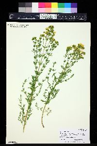 Hypericum elongatum image