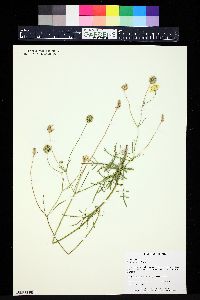 Scabiosa ochroleuca image