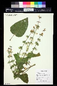 Perovskia scrophulariifolia image