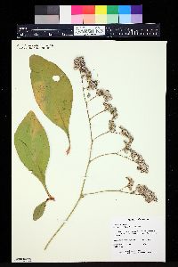 Limonium gmelinii image
