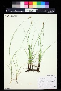 Carex praegracilis image