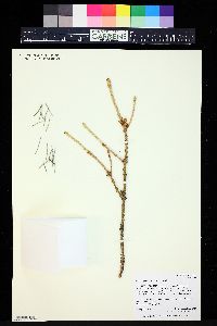 Picea engelmannii image