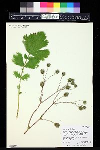 Geum macrophyllum image